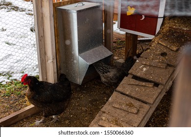 Chicken Feeder Images Stock Photos Vectors Shutterstock