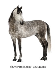 Andalusian, 7 years old, looking back, also known as the Pure Spanish Horse or PRE against white background