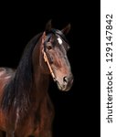  Andalusian breed bay stallion isolated on black. Spain