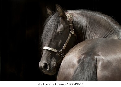 Andalusian Horse