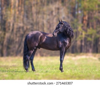 The Andalusian Horse 