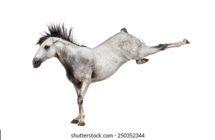Andalusian horse kicking out