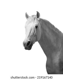 andalusian horse monochrome portrait