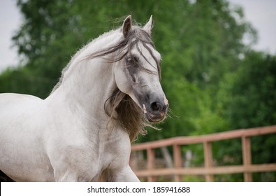 Andalusian Horse In Movement