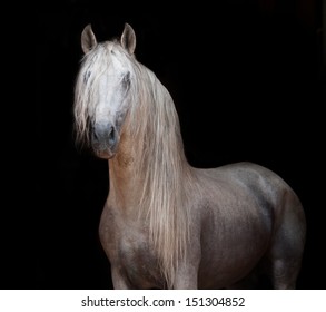 Andalusian Horse Portrait