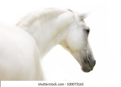 andalusian horse portrait in high key isolated on white