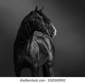 Andalusian Horse in portuguese baroque bridle. Black-and-White photo.