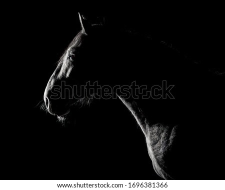 Andalusian horse silhouette in the low light on black background. Animal portrait with space for text.