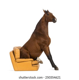 Andalusian Horse Sitting On An Armchair