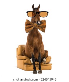 Andalusian Horse Sitting On An Armchair, Wearing Glasses And A Bow Tie