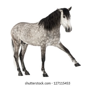 71 Horse Raised Front Leg Images, Stock Photos & Vectors | Shutterstock