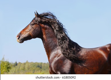 andalusian stallion