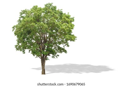 Andaman Redwood Tree Isolated On White Stock Photo 1690679065 ...