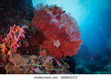 Andaman Sea With Big Red Sea Fan