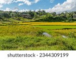 Andasibe, Madagascar - May 26.2023: Landscsape with ricefield and wood house in the village Andasibe