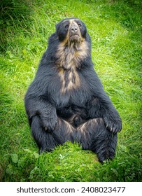 An Andean bear having a sit down