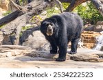 Andean Bear or Spectacled Bear living in a zoo habitat from the mountains of South America.