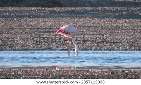 andean bird on the titikaka lake