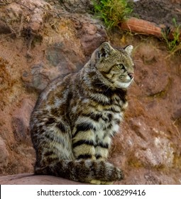 Andean Cat In A Rehab Center.