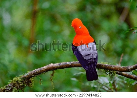 Andean Cock of the rock bird, male