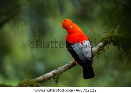 Andean cock-of-the-rock in the beautiful nature habitat, Peru, wildlife pictures, symbol of Peru
