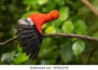 Andean Cock-of-the-rock perched on a branch in the rainforest and spreading wings