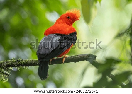 Andean Cock-of-the-rock perched on a branch in the forest