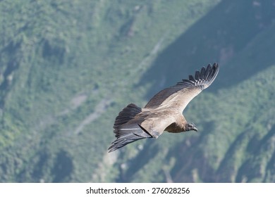 Andean Condor Flying