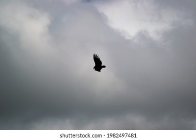 Andean Condor Flying Along The Clouds