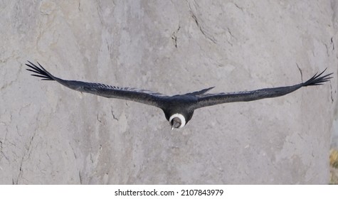 
Andean Condor Flying In The Andes Mountains