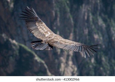 Andean Condor Flying, Arequipa, Peru