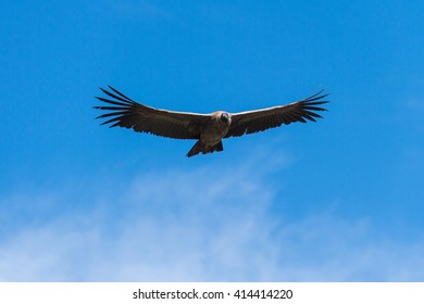 Andean Condor Flying, Arequipa, Peru