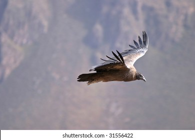 Andean Condor Flying In Colca Canyon