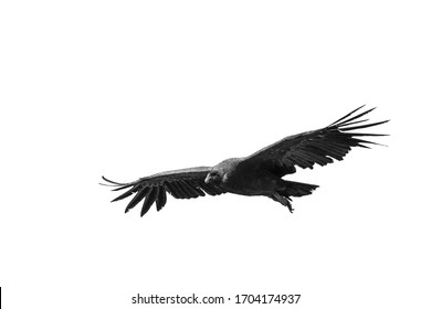 Andean Condor flying isolated on white background. negative space for text. Black and white. Vultur gryphus.