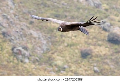 Andean Condor Flying In The Mountains