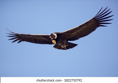 Andean Condor Flying over the Andes Mountain Rage. South America, Patagonia, Argentina. 