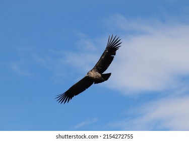 Andean Condor Flying Over The Andes