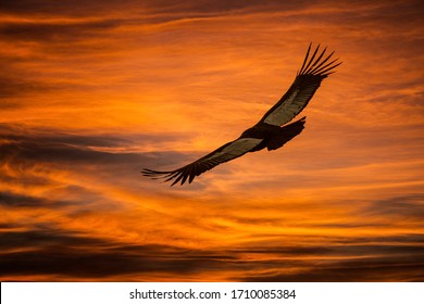 Andean Condor Flying In The Sunset´s Sky