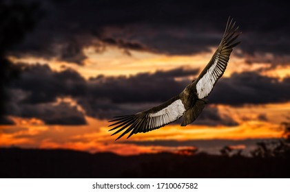 Andean Condor Flying In The Sunset
