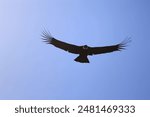 Andean condor flying with its wings open with blue sky in the background and copy space. Bird of prey. Wild animal. Andean condor (Vultur gryphus).