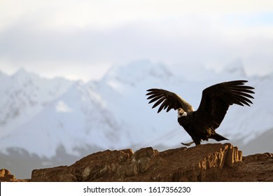 Andean condor lands on the island of the birds in the Beagle Channel, Ushuaia, Argentina. July 2019