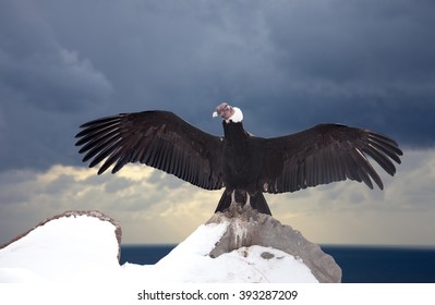 1,649 Vultur Gryphus Images, Stock Photos & Vectors | Shutterstock