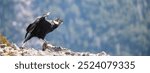 Andean Condor prepared for takeoff from the mountainside.