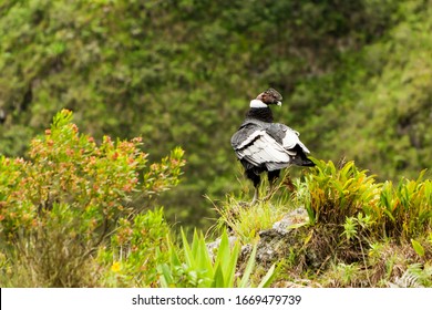 Andean Condor Andean Condor Shot In Ecuadorian Rise At About 1800m Altitud Andean Condor Fauna Wing Prey Animal Raptor Bird Tree Nature Outdoor Grass Ecuador Outdoors Landscape Flight Spring Wild Summ