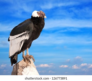 andean-condor-sitting-on-rock-260nw-1267