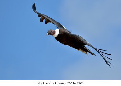 Andean Condor (Vultur Gryphus) Flying