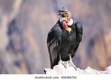 Andean Condor Vultur Gryphus Sitting Mirador Stock Photo 406486762 ...