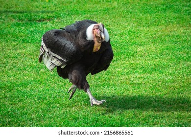 Andean condor walking on the ground