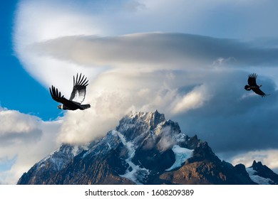 Andean Condors flying over mountains, Torres del Paine National Park, Chilean Patagonia, Chile