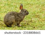 Andean Forest Rabbit (Sylvilagus brasiliensis andinus) in northwestern Ecuador)